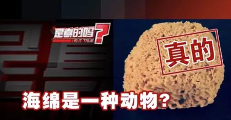 為什么說海綿是動物？