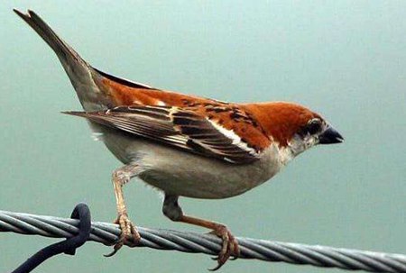 麻雀是益鳥還是害鳥？