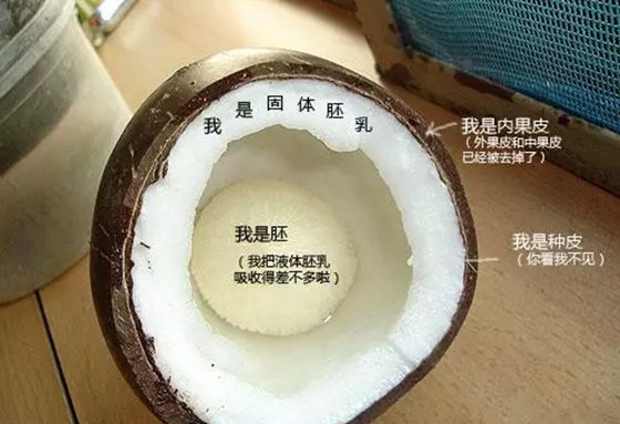 為什么椰子樹生長(zhǎng)在海邊,椰子樹長(zhǎng)在海邊的原因