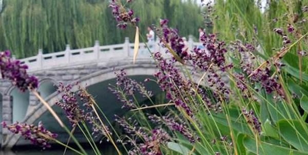再力花的花語(yǔ)和寓意