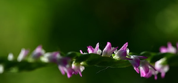 綬草花語(yǔ)