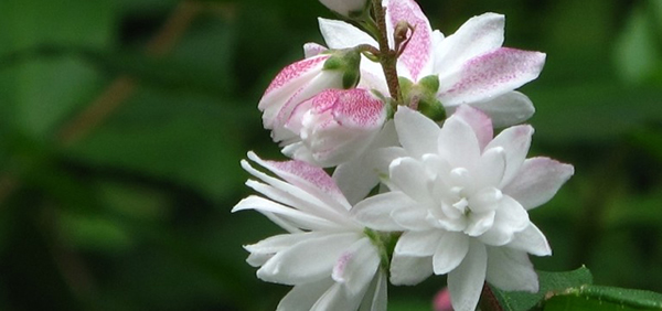 山梅花的花語