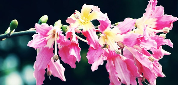 美麗異木棉的花語(yǔ)