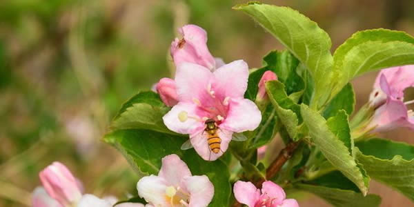 錦帶花的花語