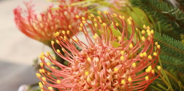 帝王花的花語