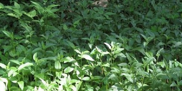 甘露子的花語