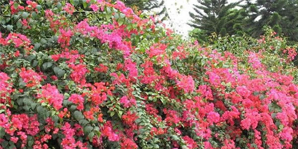 三角梅的花語