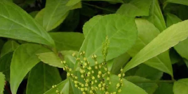 金粟蘭的花語