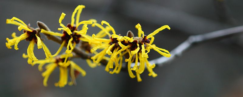 金縷梅的花語