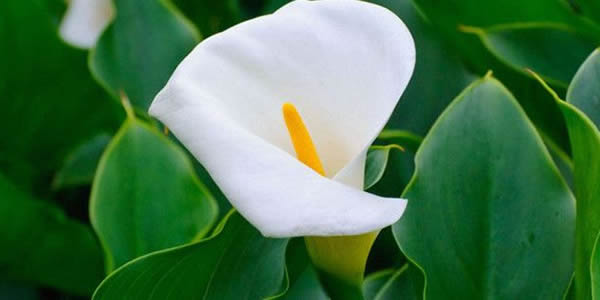 海芋花的花語(yǔ)